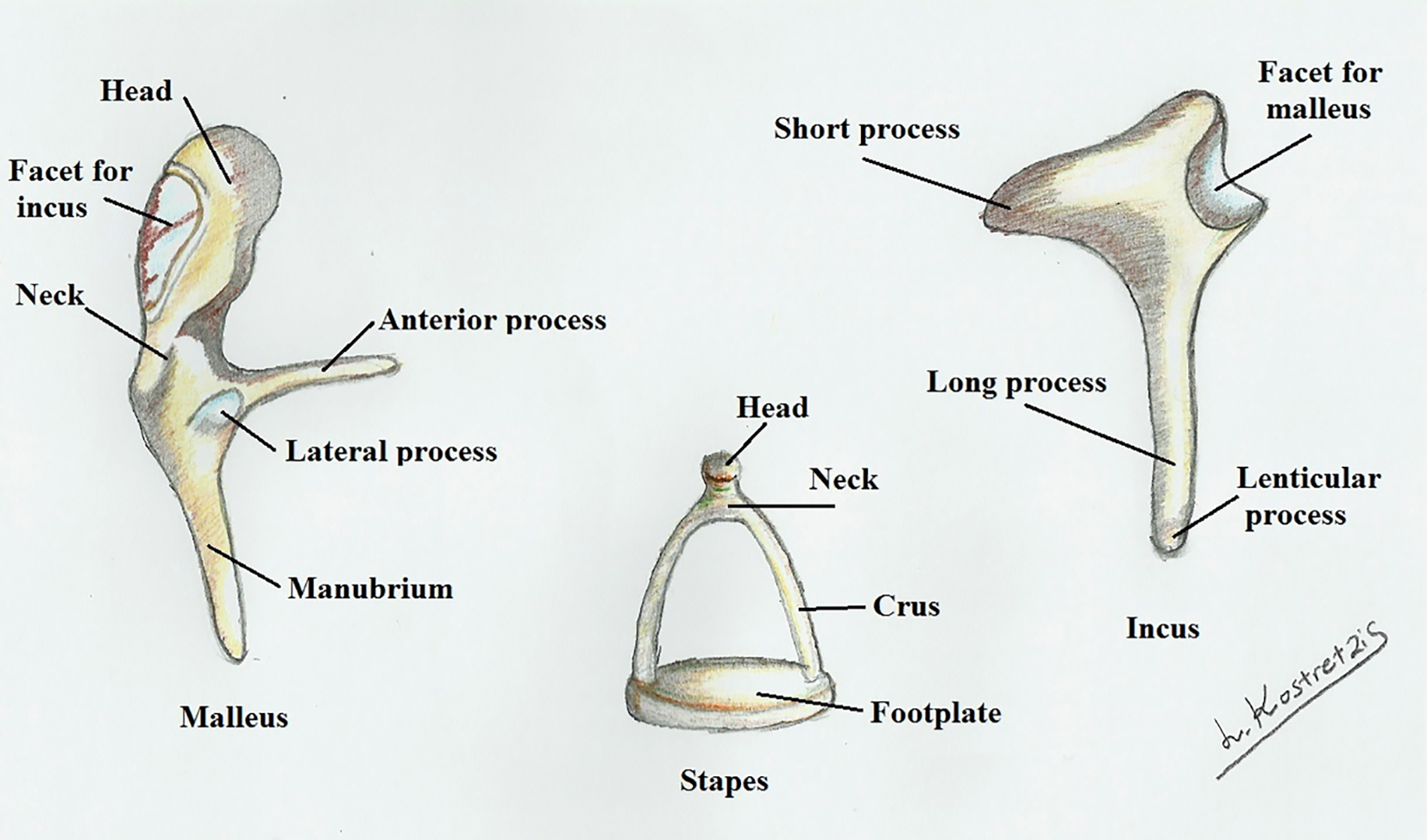 Characterization of Stapes Anatomy: Investigation of Human and