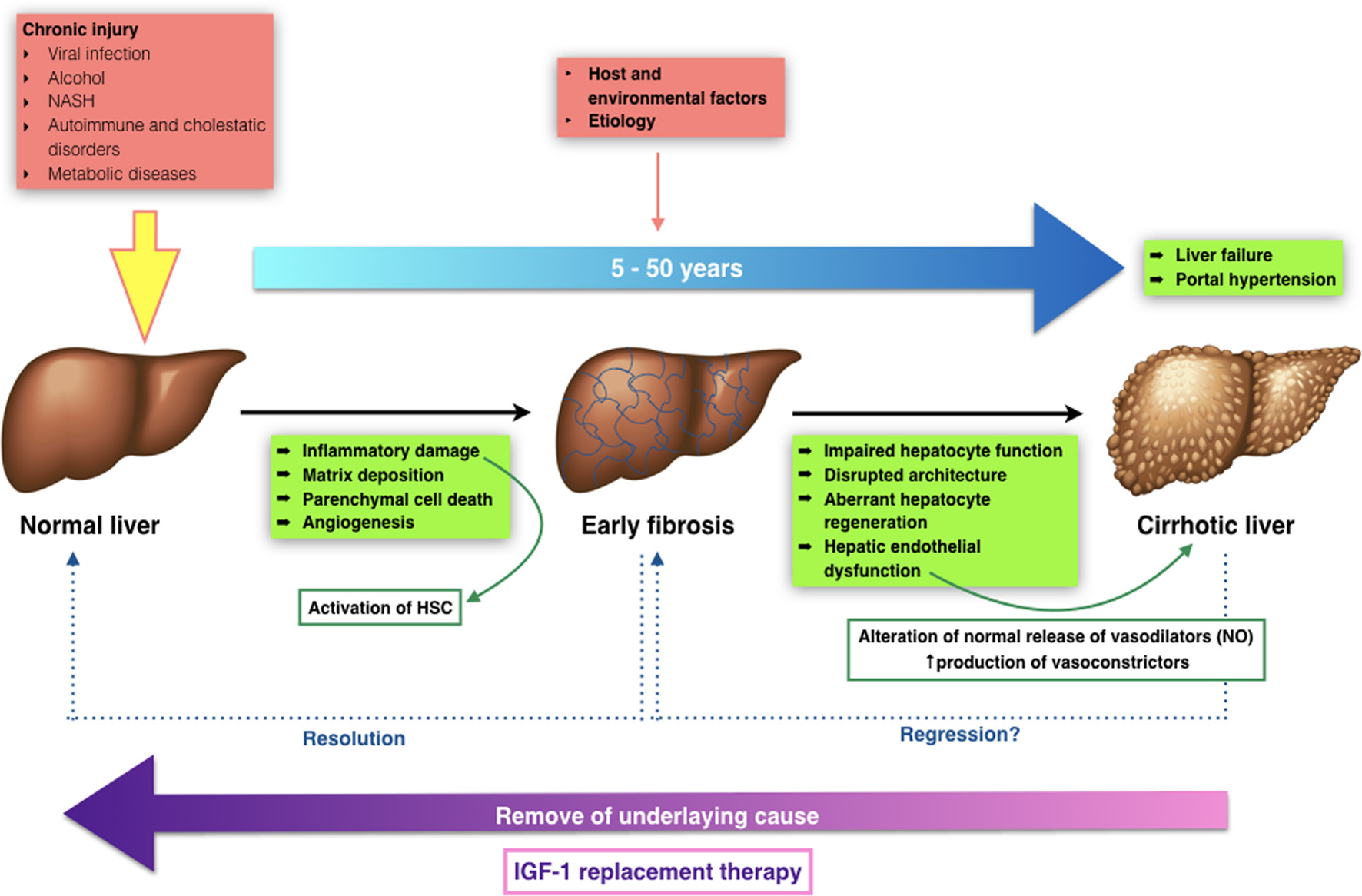 Diagram Pathophysiology Of Liver Cirrhosis Ppt Ppt Chronic Liver | My ...
